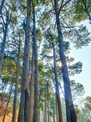 Fototapeta premium A beautiful deodar forest in Muree Pakistan