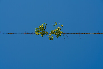 The lost hops after harvest phase with a view to blue sky