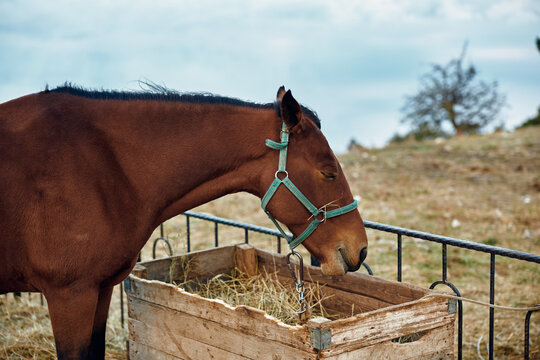 Gorgeous brown horse grazing on hay in a sunlit field on a beautiful summer day