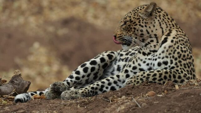 A female leopard close-up video