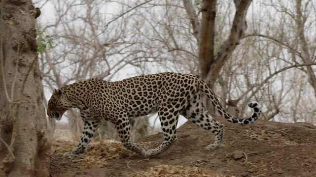  Female leopard finding a spot to pee
