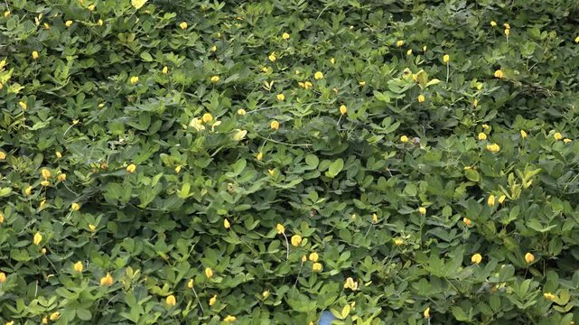 arachis pintoi
