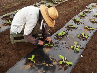 野菜苗を植えるシニア