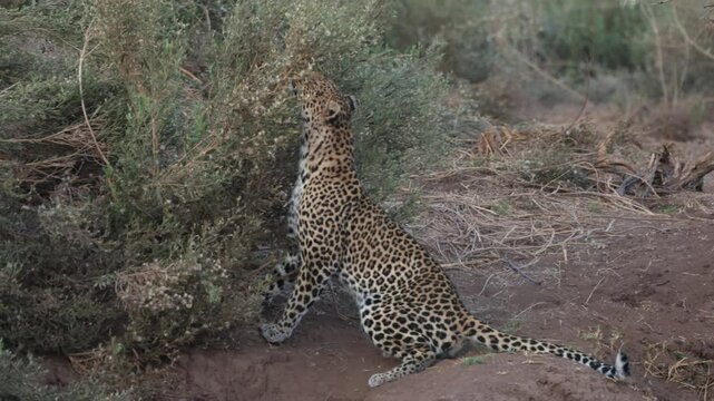  a Female leopard scent marking