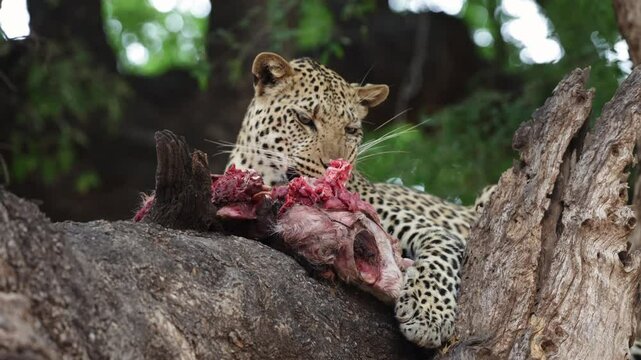  a young male leopard feeding close up