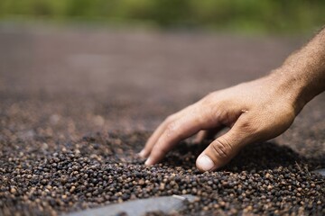 A hand gently sifts through dark seeds on a surface, showcasing agricultural practices.