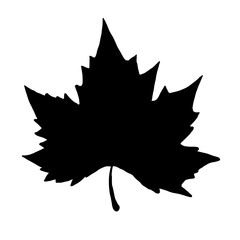 Black maple leaf silhouette