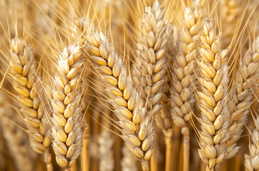 close-up of golden wheat stalks