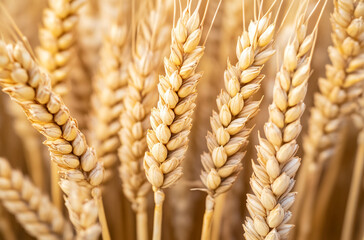 close-up of golden wheat stalks