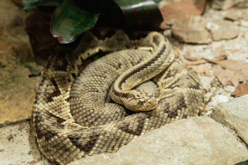 Rattlesnake Resting on Rocks