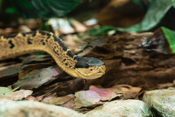 Black-Headed Bushmaster Crawling on the Ground