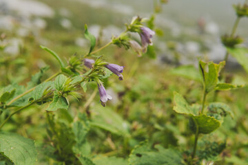 高山植物／ミソガワソウ（Nepeta...
