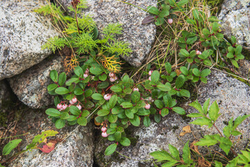 高山植物のコケモモ（Vaccinium...