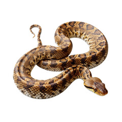 Obraz premium Snake isolated on transparent background. Generated AI