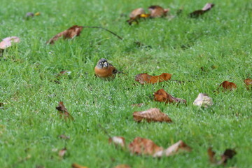 brambling