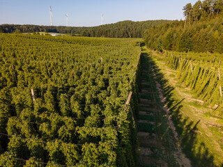 Fototapeta premium Bavarian hop field from top with walking forest path in between 