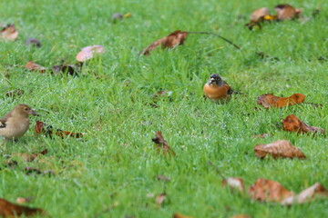 brambling