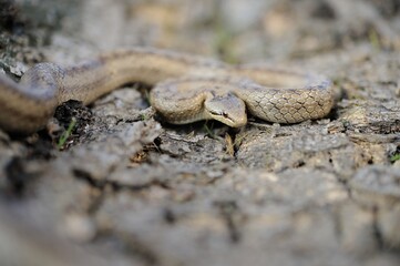 Smooth snake 
