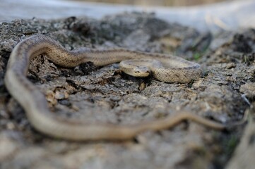 Smooth snake 