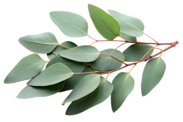 Close-up of eucalyptus branch with green leaves isolated on transparent background