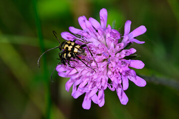 Gefleckter Schmalbock (Rutpela maculata) auf Wiesenskabiose (Knautia arvensis) // Spotted longhorns on Field scabious 
