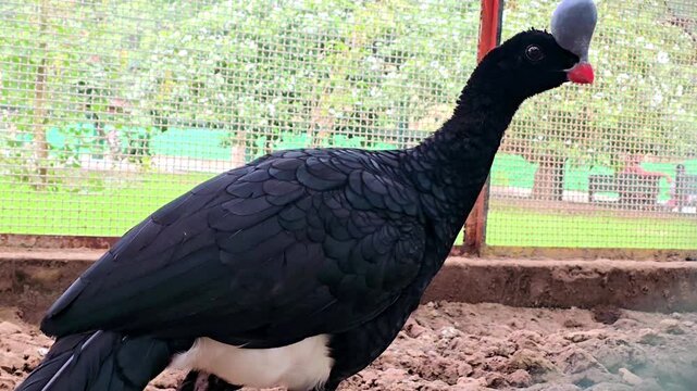 Helmeted Curassow (Pauxi pauxi) Isolated - 4k 	