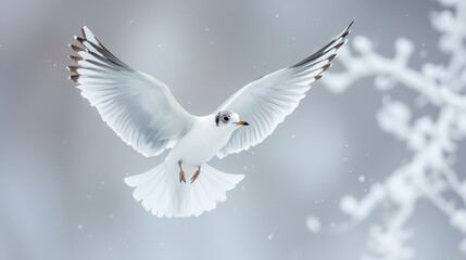 Obraz premium Majestic Black-Headed Gull Soaring in Flight - Capturing Graceful Movement and Distinctive Markings