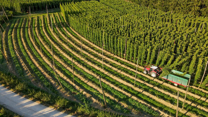 Fly over a Hops field while a farmer truck harvest the hops field during sunshine © Wolfgang Hauke