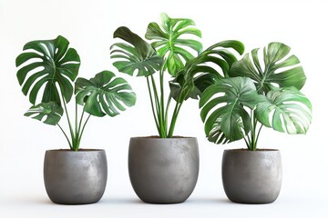 Obraz premium A picture with three large potted plants. Each plant has big green leaves and is placed
