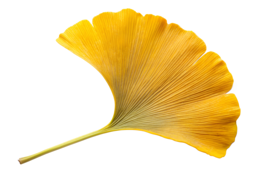 Golden yellow ginkgo leaf isolated on transparent background