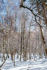 Snowy forest in mountains, snow mountains forest, Trees in snow, snowy landscape