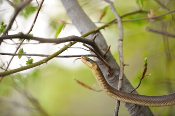 Aesculapian snake on green tree 