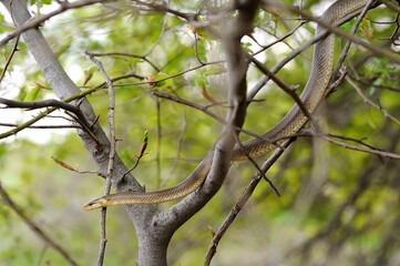 Fototapeta premium Aesculapian snake on green tree 