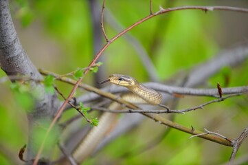 Aesculapian snake on green tree 