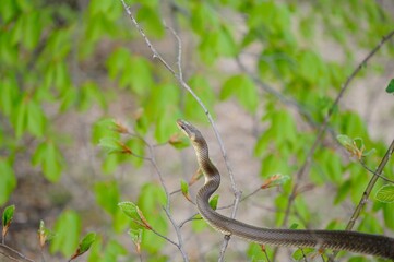 Aesculapian snake on green tree 