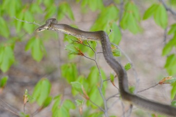 Aesculapian snake on green tree 