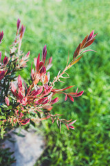 callistemon plant with red leaves,  shot at shallow depth of field