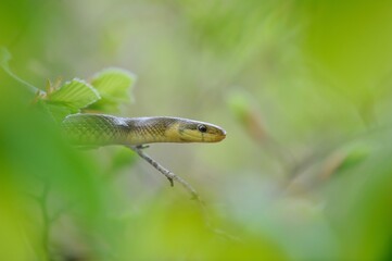 Aesculapian snake on green tree 
