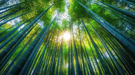 Sunlight Filtering Through a Dense Bamboo Forest
