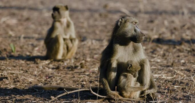 Close-up front view of a female Chacma baboon with a cute young baboon sitting close to her chest
