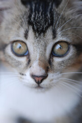 Close up portrait of an cute cat eye and face