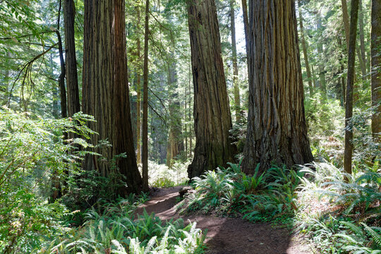 forest in spring