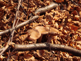 Wild Mushrooms Among Fall Leaves in Carpathian Forest