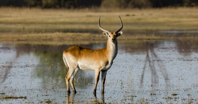 Close-up front view of a male Red Lechwe standing in the Okavango  Delta looking at camera
