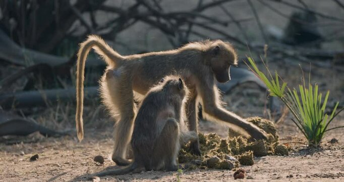 Close-up side view of 2 Chacma baboons scratching through elephant dung for a vegetable ivory seed