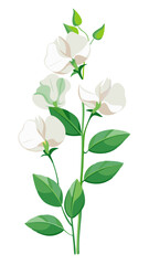 Elegant Sweet Pea Flower Illustration - Soft Pink and Red Petals with Lush Green Leaves, Ideal for Romantic and Spring Themes, Sweet Pea Flower vector Illustration, Sweet Pea vector Illustration