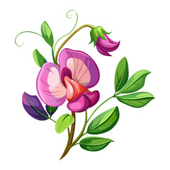 Elegant Sweet Pea Flower Illustration - Soft Pink and Red Petals with Lush Green Leaves, Ideal for Romantic and Spring Themes, Sweet Pea Flower vector Illustration, Sweet Pea vector Illustration