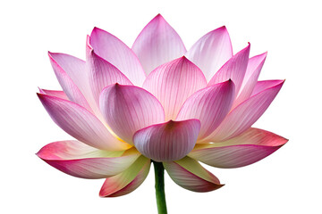 Pink lotus flower in full bloom close-up