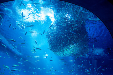 イワシボール　水族館　大水槽
