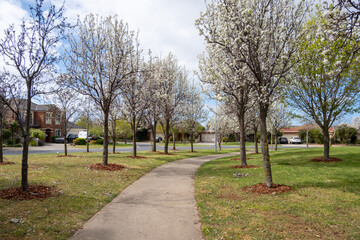 A tree-lined pathway winds through a residential park with ornamental pear trees in full bloom of white flowers. A beautiful and comfortable public parkland in a suburban neighborhood of Australia